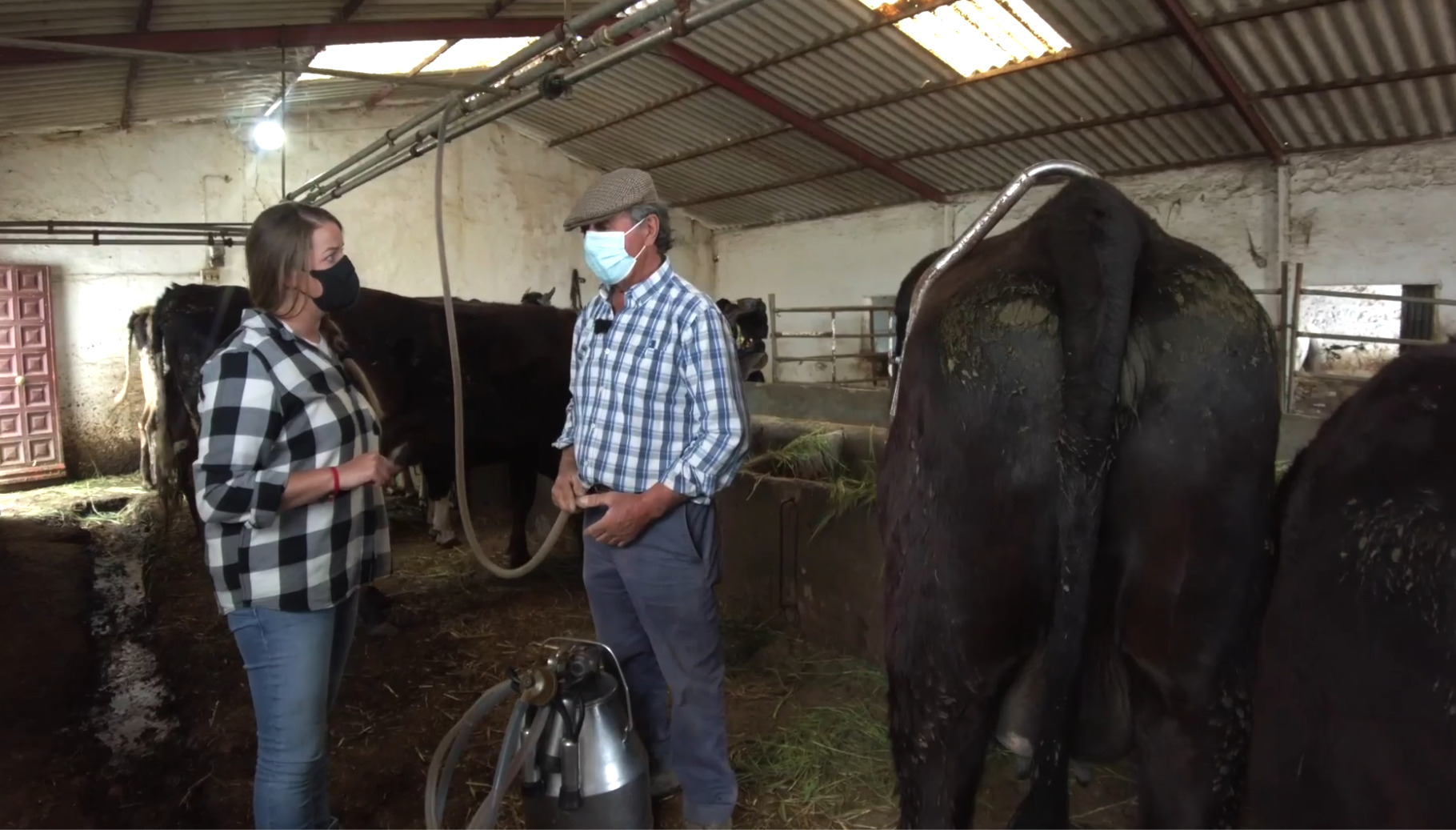 Fernando enseña a Raquel a ordeñar una vaca