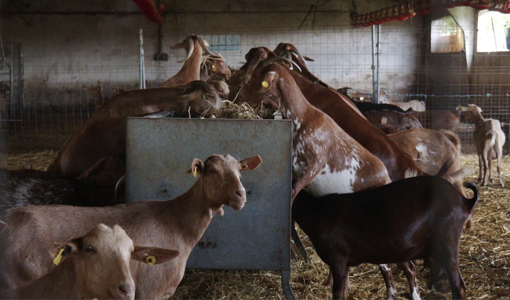 La leche de las cabras de Nati viaja desde Acebo hasta China