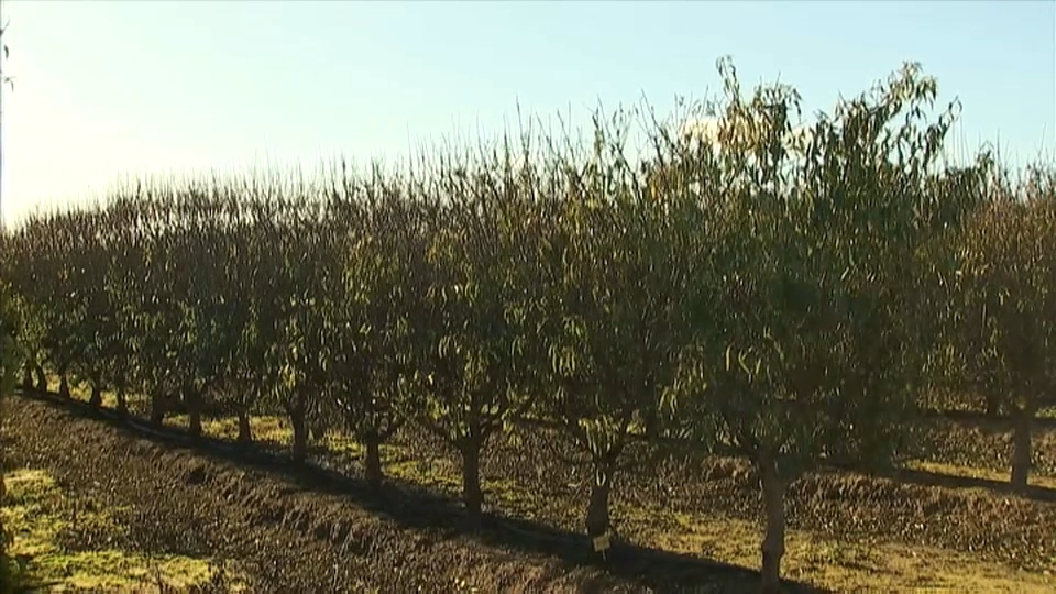 El cultivo del almendro sigue en auge en la región