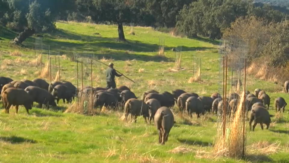 El sector del ibérico resiste gracias a la venta online y las exportaciones