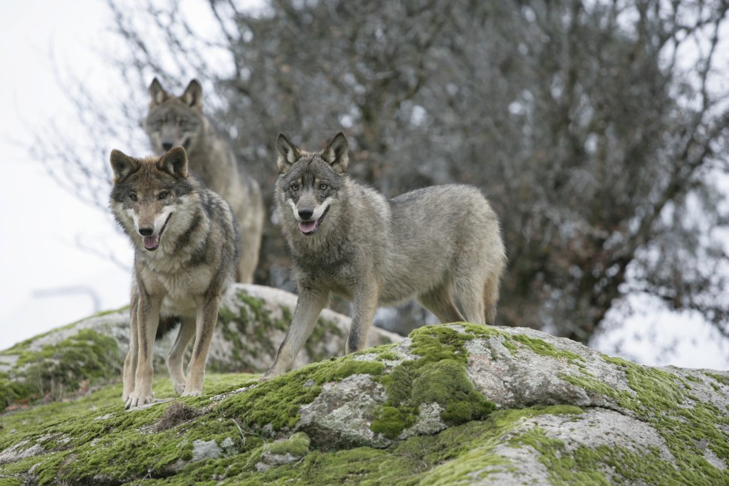 Sobre la protección del Lobo Ibérico