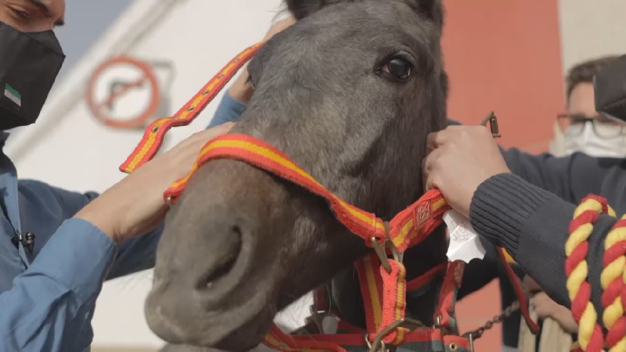 Gala Equitación, dos décadas al servicio del caballo en Villafranca de los Barros