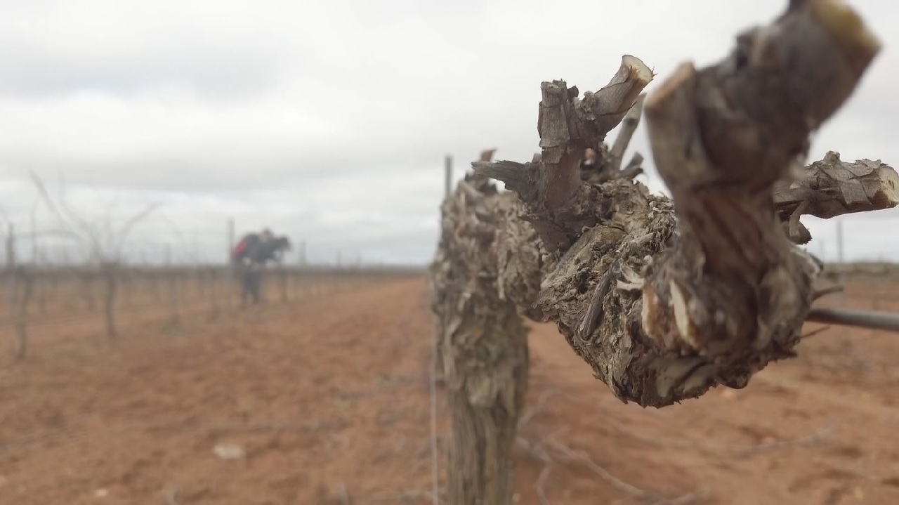 ¡Podamos los viñedos de 'La Pelina', una de las bodegas más antiguas de Extremadura!