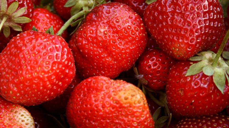 Los tres secretos para cultivar unas auténticas fresas ecológicas de alta calidad