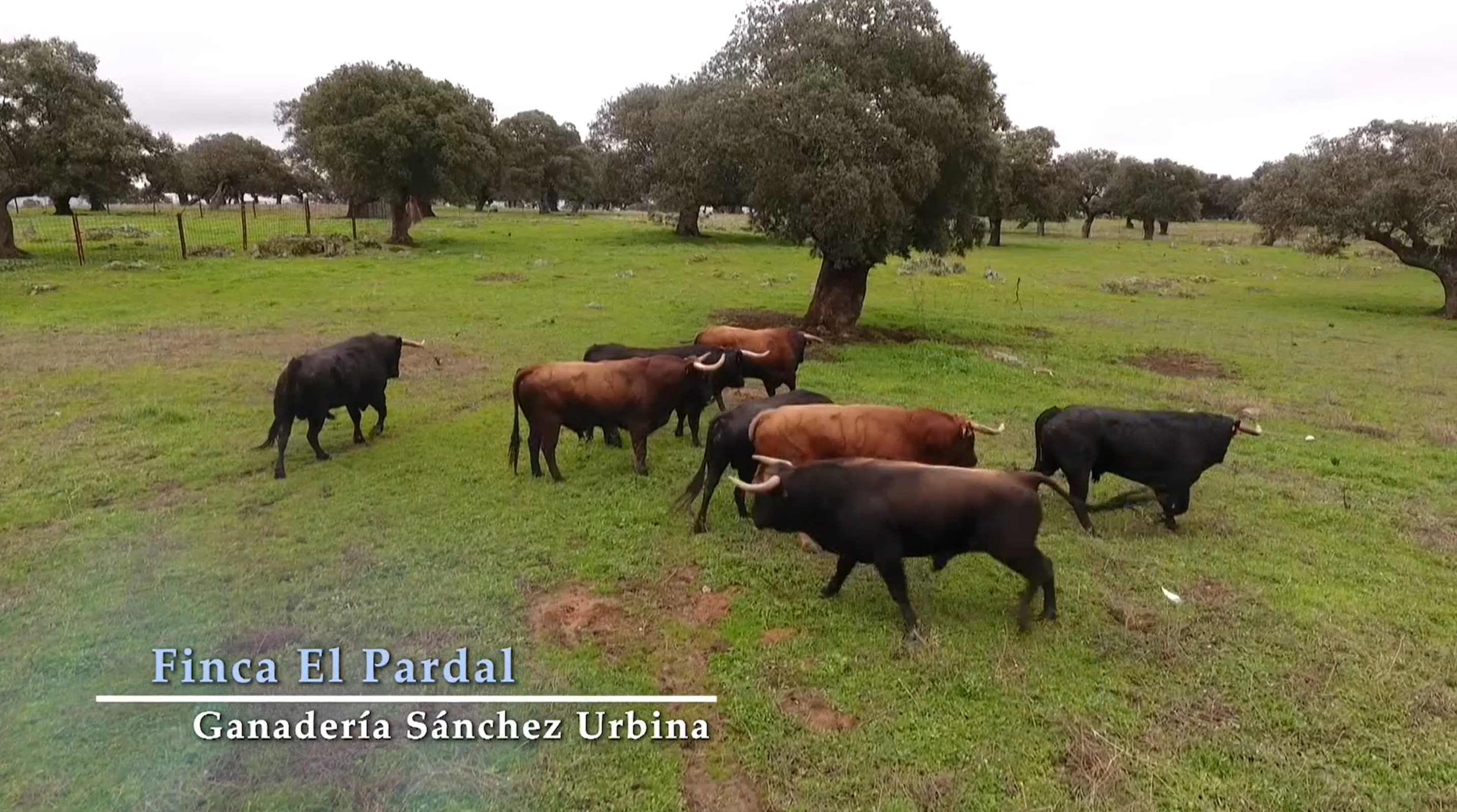 Conocemos cómo son los toros de Sánchez Urbina que se crían a pocos kilómetros de Trujillo