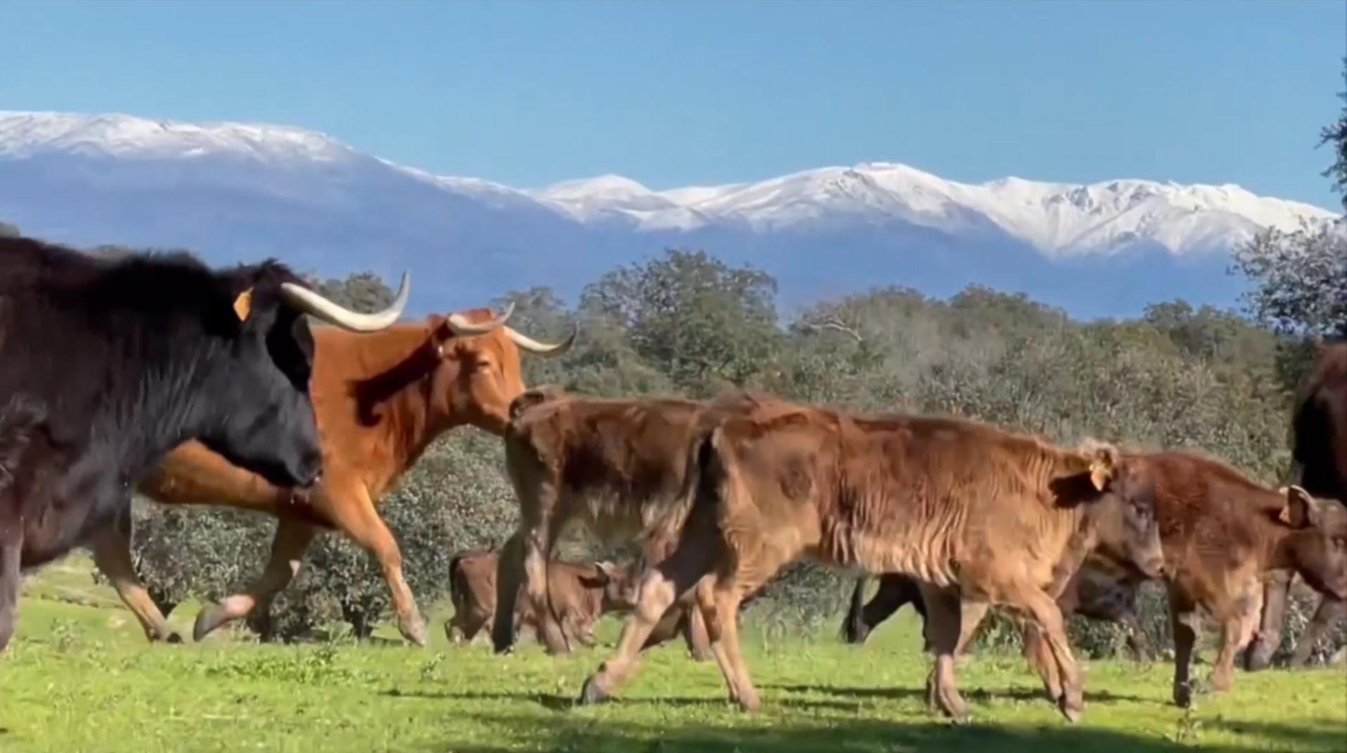 El tesoro de los toros de Contreras en La Herguijuela