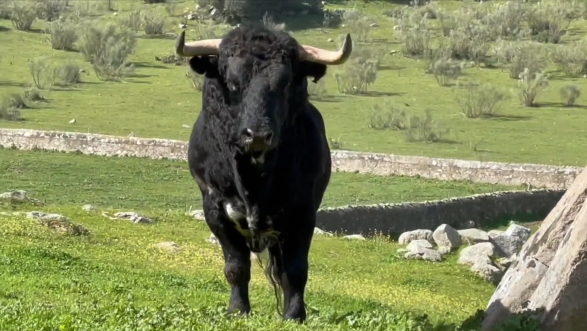 En Jerez de los Caballeros, pastan los toros de una ganadería histórica, Hros. Del Conde de la Corte