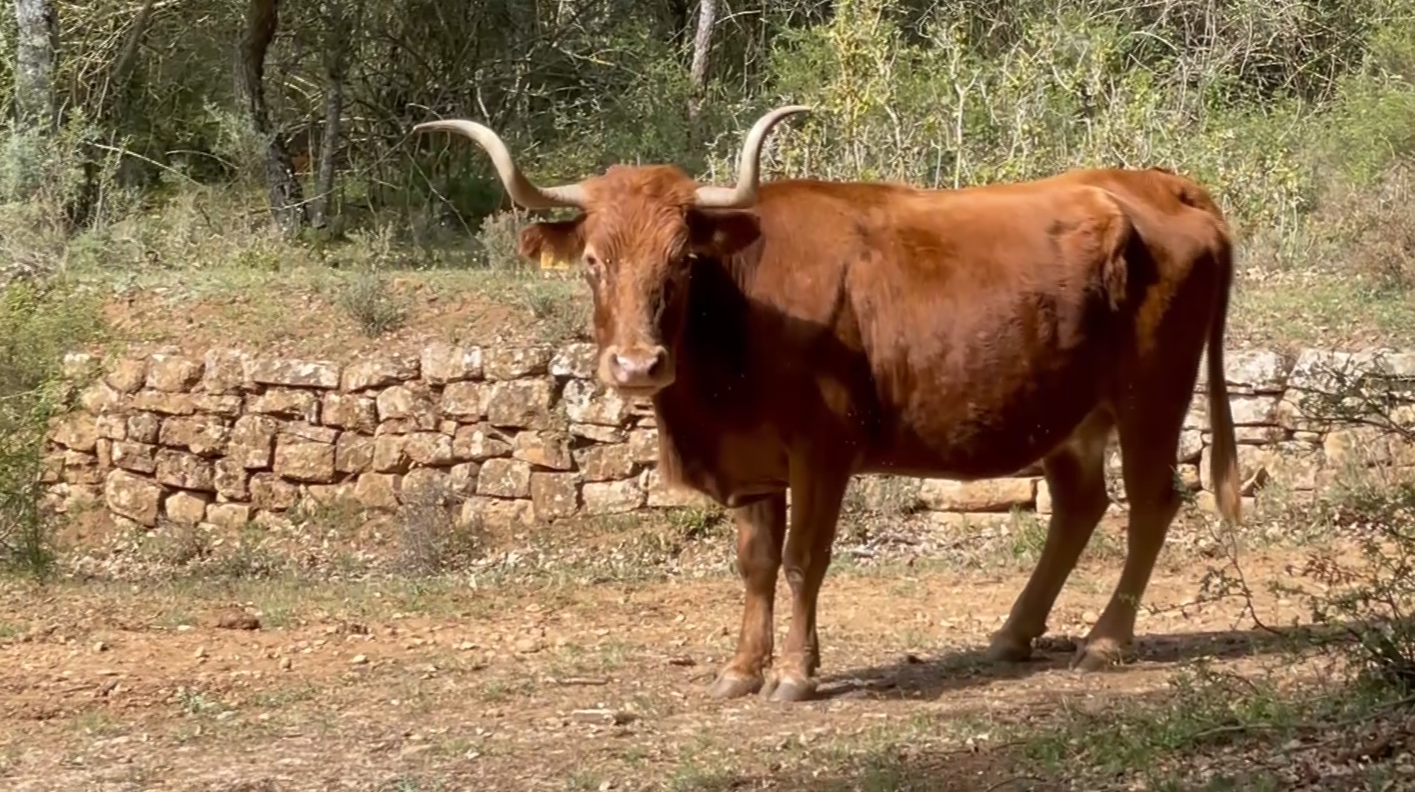 La Casta Navarra de Miguel Reta