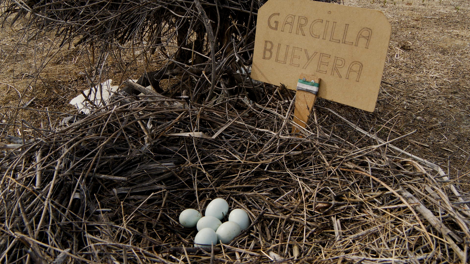 ¿Sabes cómo se hacen los nidos de pájaros?