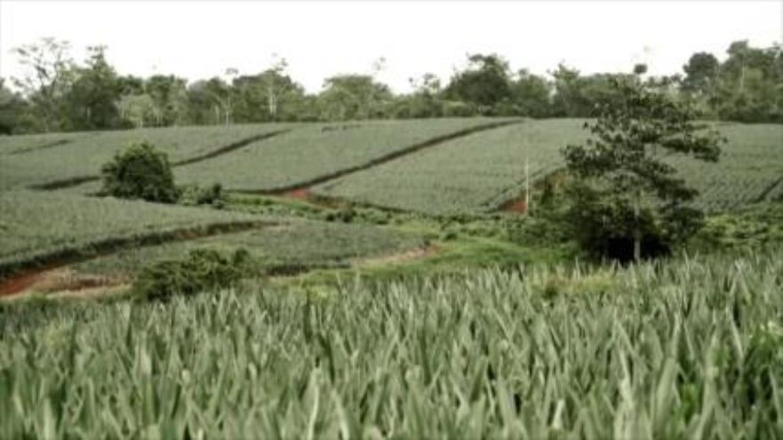 Contaminación por el cultivo de la piña en Costa Rica