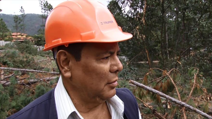 Plaga del Gorgojo destruye bosque de Honduras
