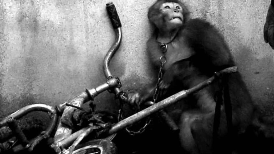 Entrenamiento de mono en China
