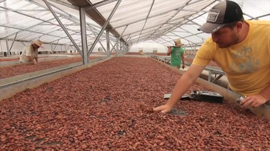 Escasez de cacao en Brasil