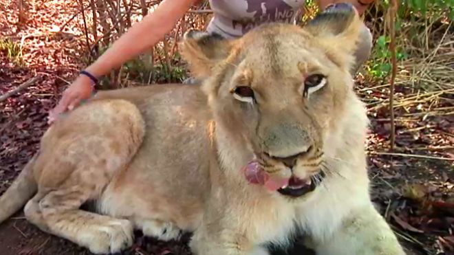 Temporada 4 Programa 131 - Safari en Botswana