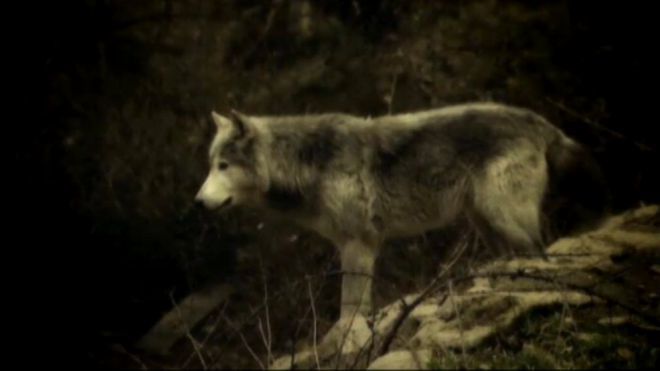 Temporada 4 Programa 140 - El Lobo: mito y leyenda