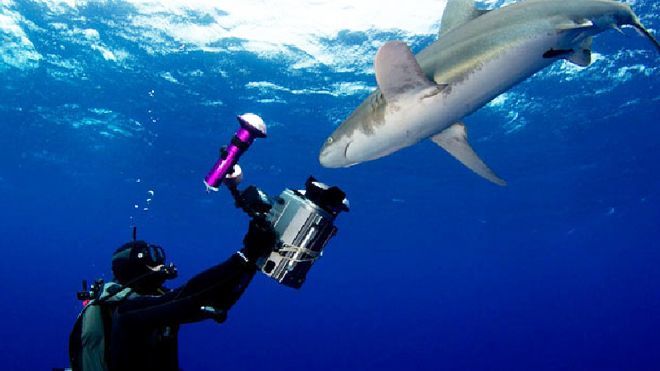 Temporada 6 Programa 51 - Bahamas, tras el tiburón oceánico