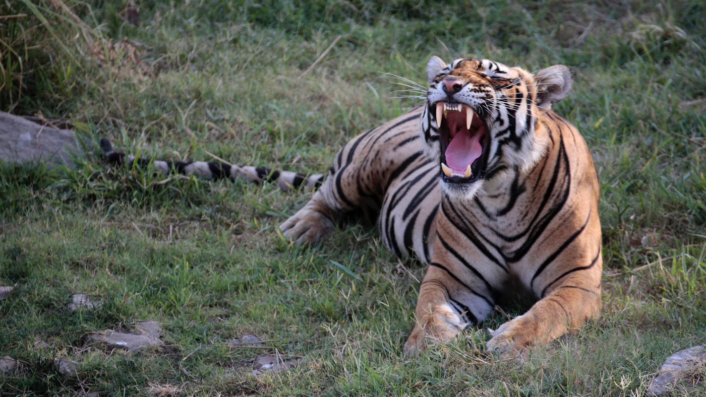 Temporada 1 Programa 4 - En busca del tigre de Bengala