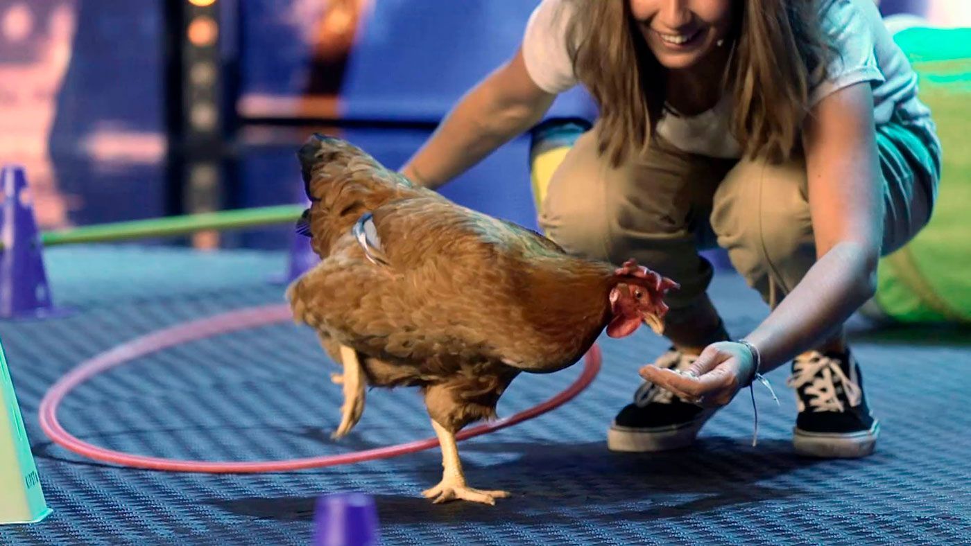 Momentazos Paupeta sorprende al jurado haciendo lo que nadie espera de una gallina: 