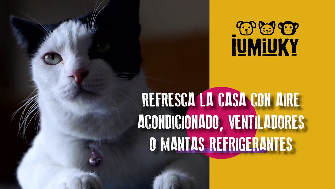 Temporada 3 Programa 223 - Gatos y verano