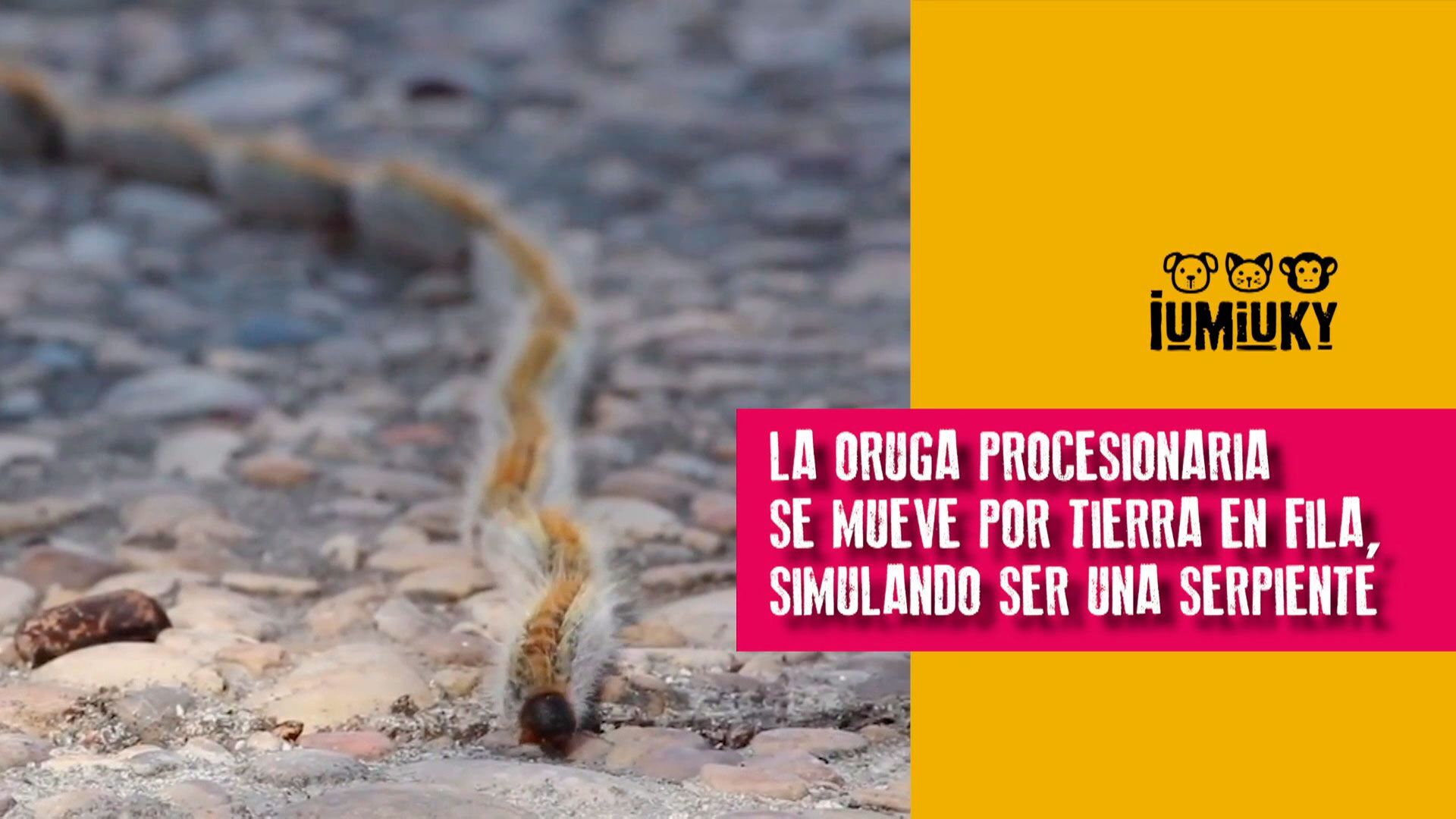 Temporada 3 Programa 264 - La oruga procesionaria