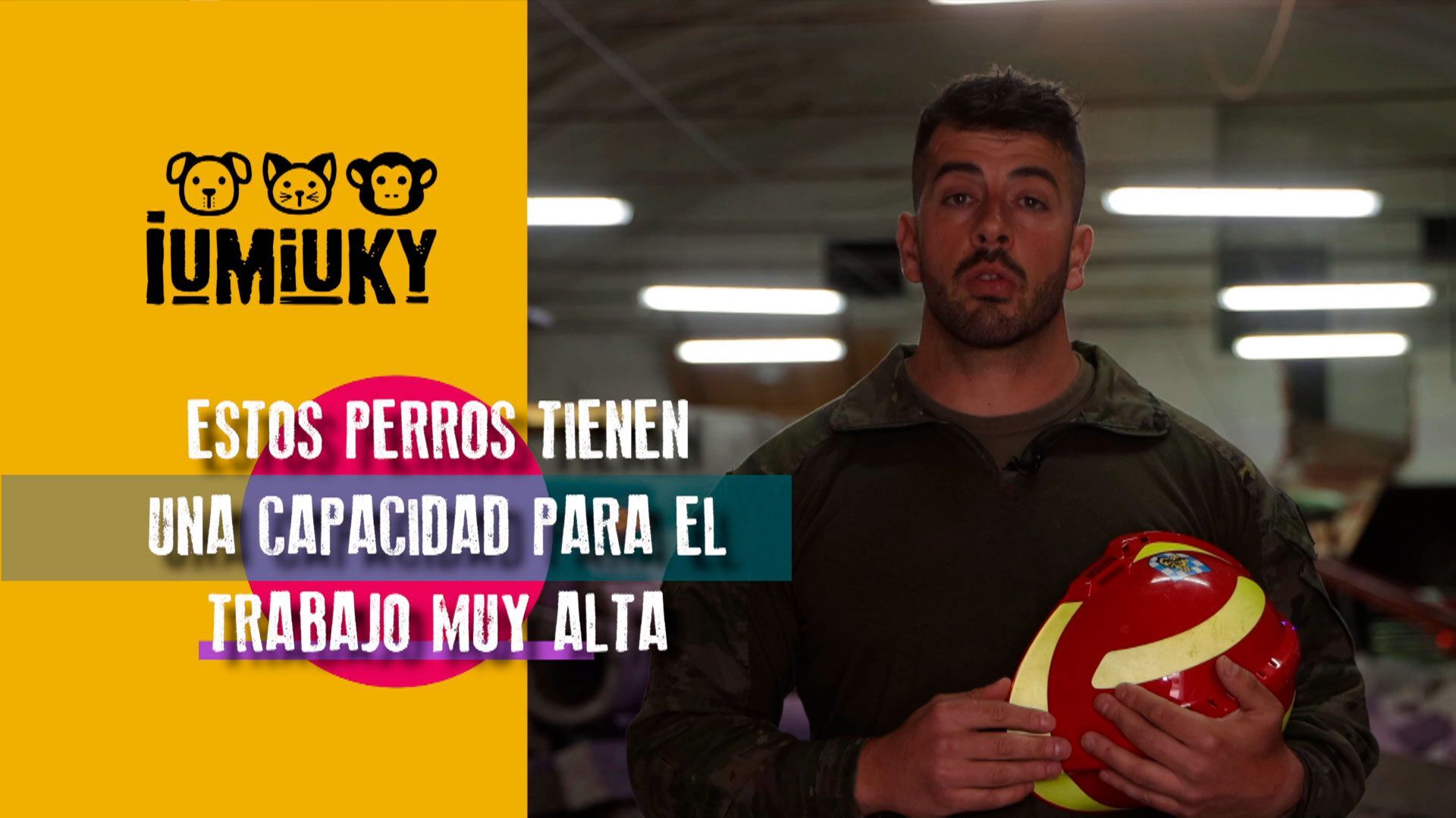 Temporada 3 Programa 265 - Los perros que actúan en estructuras colapsadas