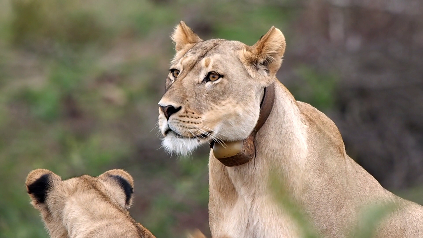 Gondwana Programa 4 - ¿Quién le pone el collar a la leona?