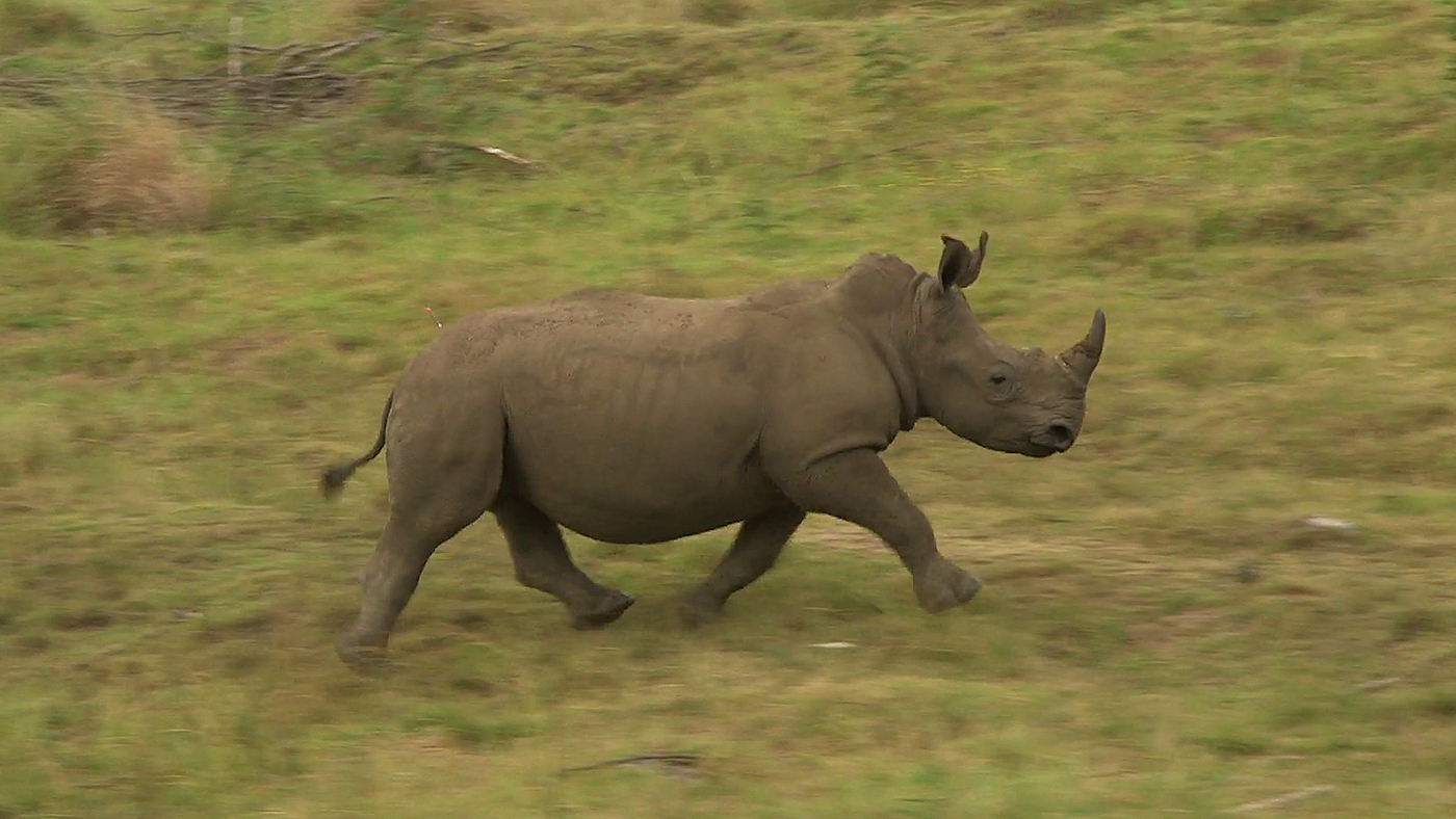 Gondwana Programa 5 - Rinocerontes en peligro