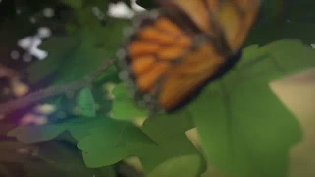 Mariposas Parte 1