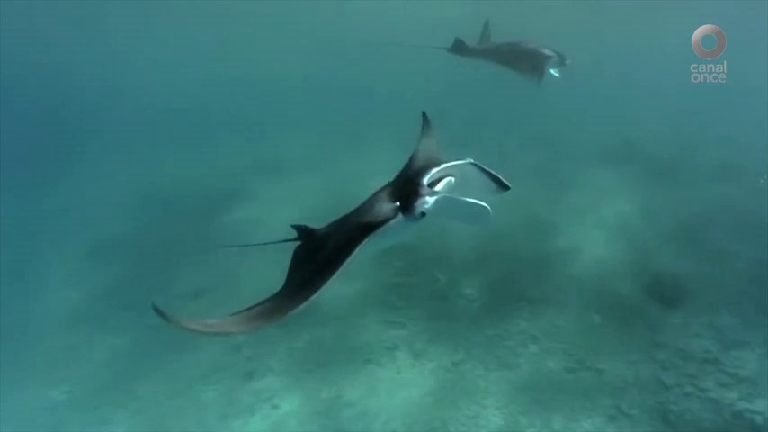 Tiburones, Mantas y Rayas