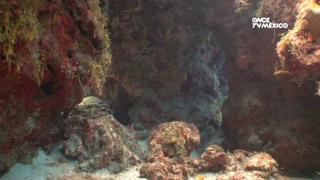 Arrecifes Artificiales