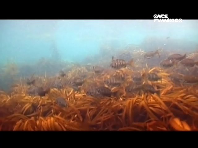 Bosques De Kelp