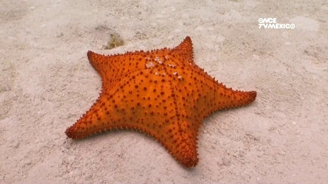 Estrellas De Mar