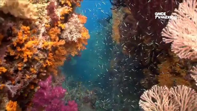 Raja Ampat