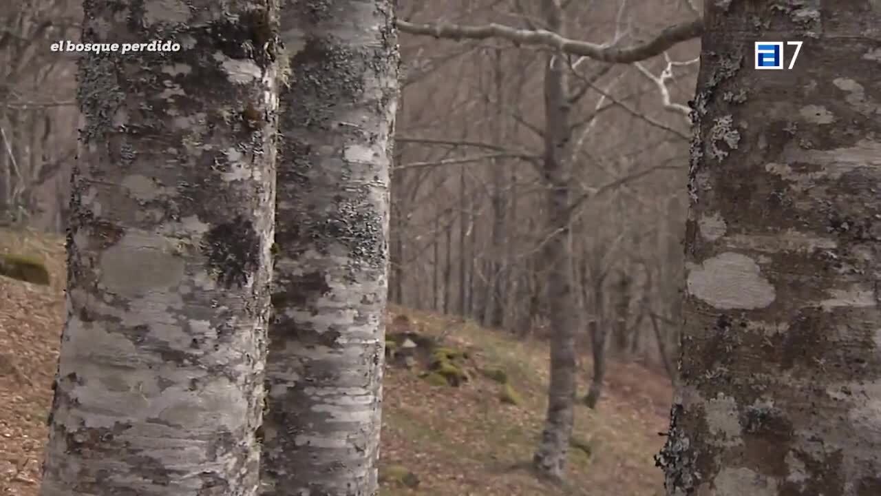El bosque perdido (Martes, 02-05-2023)