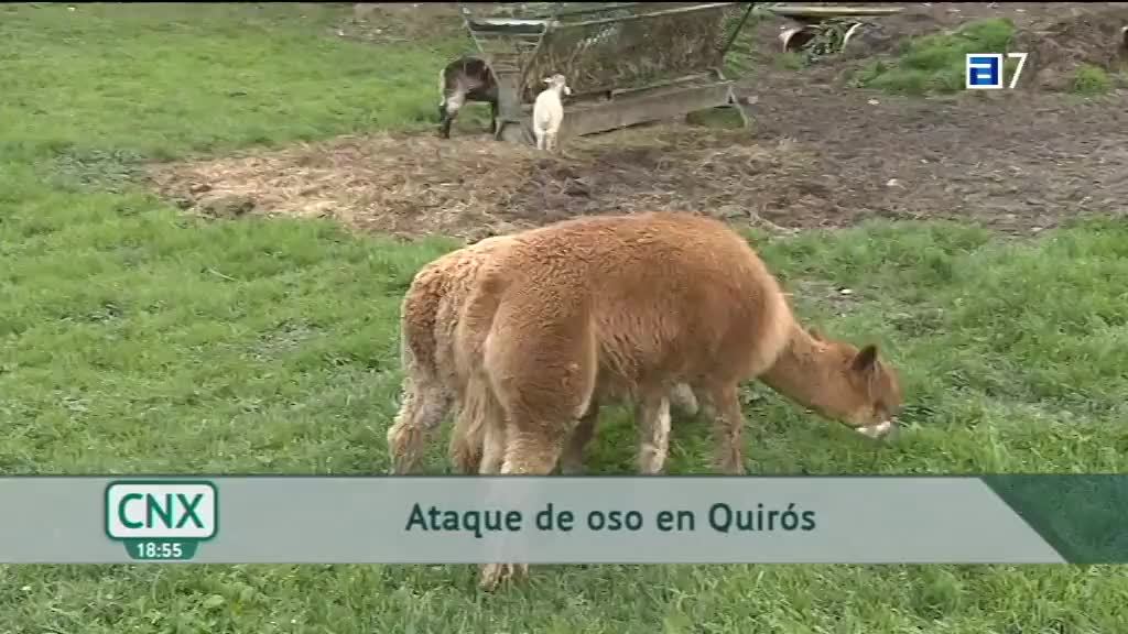 Ataque de oso en Quirós (Lunes, 03-05-2021)