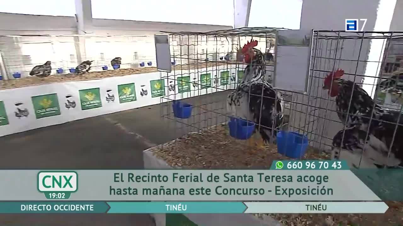Concurso-Exposición Avícola 2022 (Lunes, 03-10-2022)