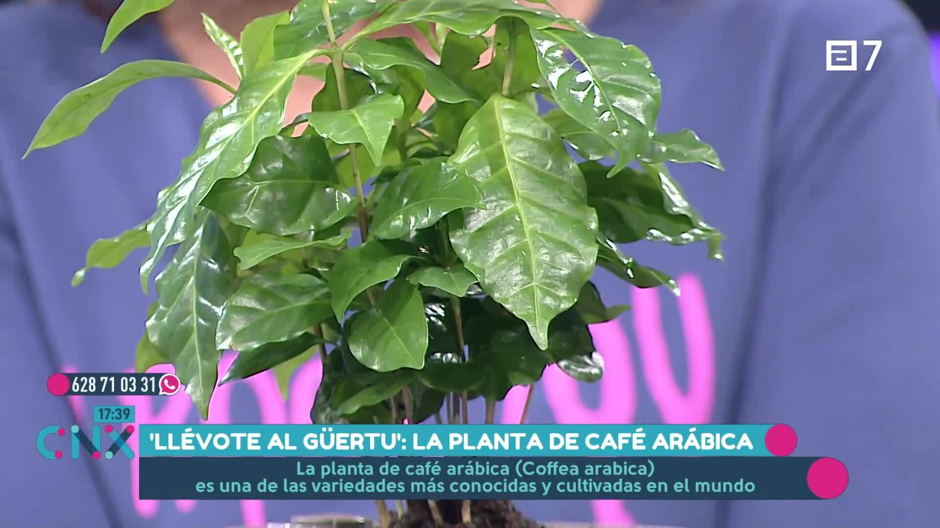 (Martes, 12-11-2024)