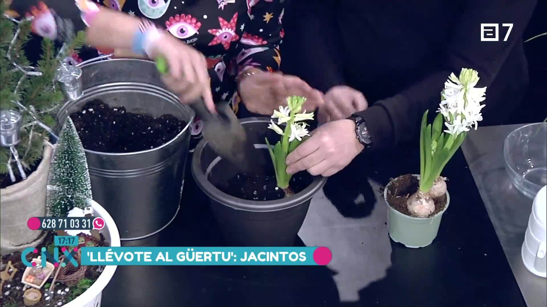 (Martes, 17-12-2024)