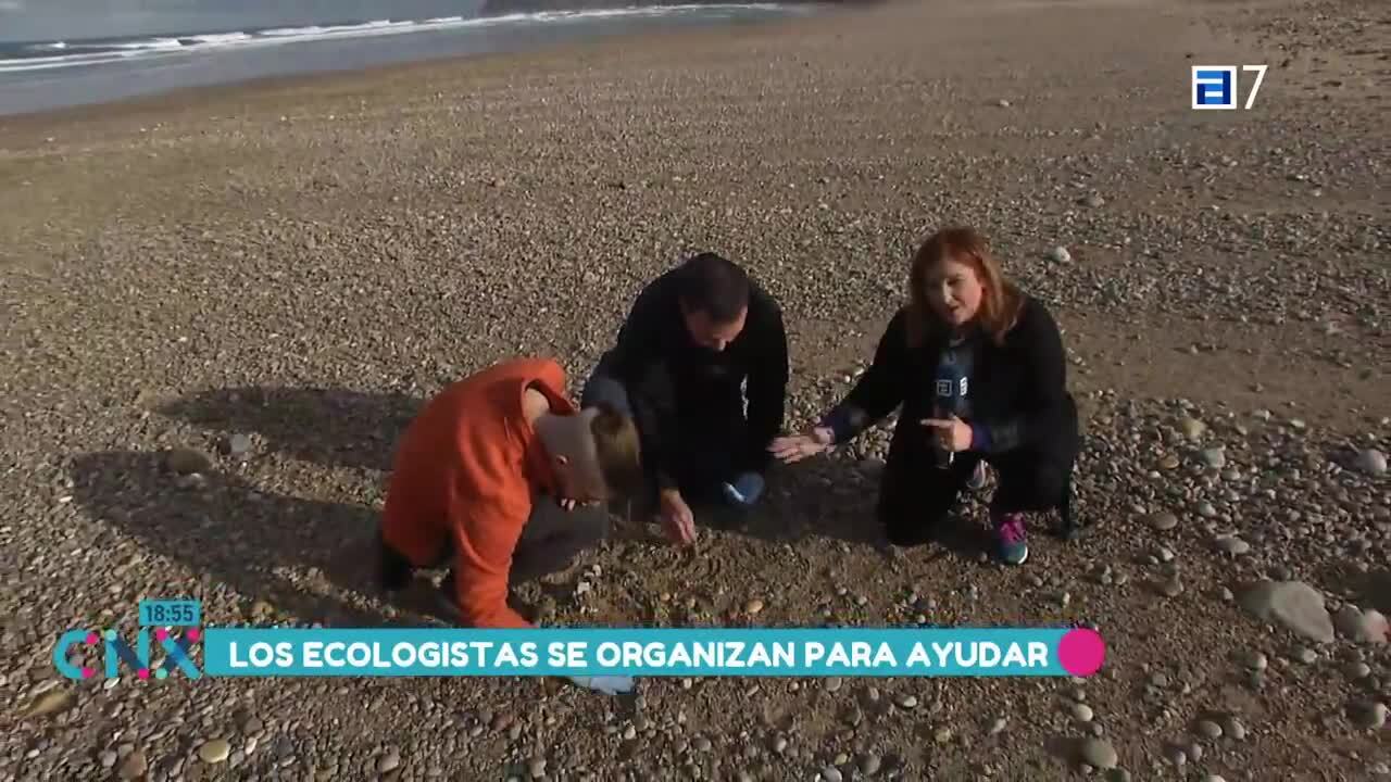 Siguen apareciendo en muy pocas cantidades (Jueves, 11-01-2024)
