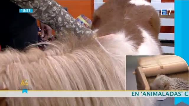 (Miércoles, 08-02-2017)