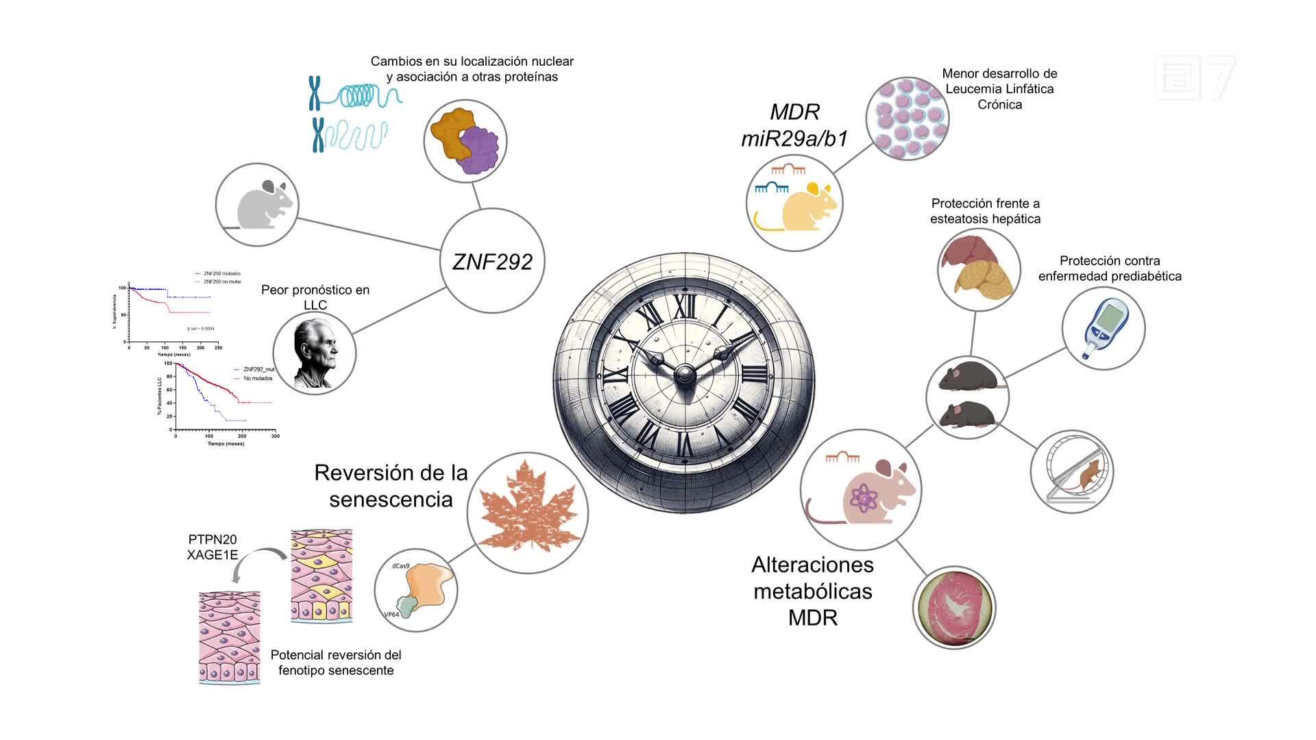 Nuevos modelos celulares y animales para el estudio del cáncer y el envejecimiento (Sábado, 25-05-2024)