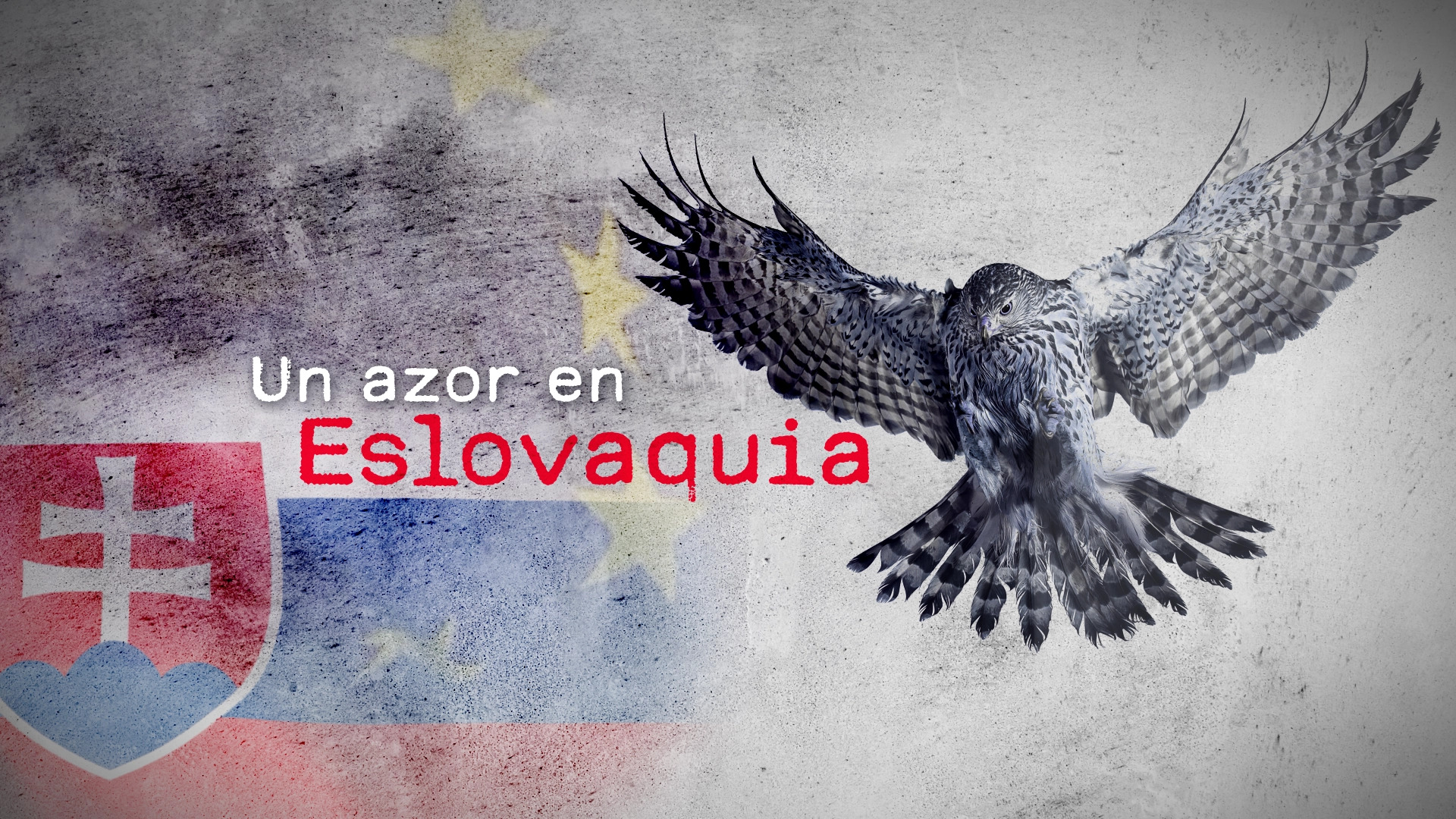 Un azor en Eslovaquia (Martes, 22-04-2025)