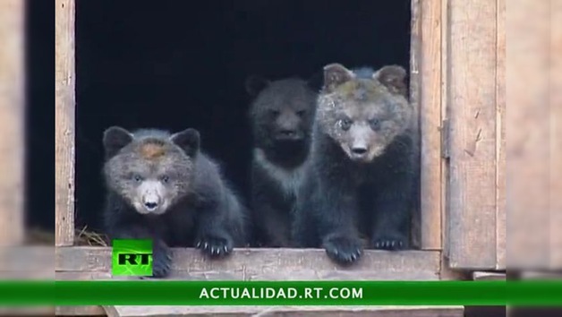 2010-07-16 - ENCUENTROS CON LA NATURALEZA : EL MÍTICO OSO PARDO