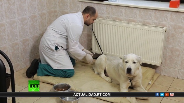 2014-04-28 - Perros, gatos, caballos y veterinarios (E6)