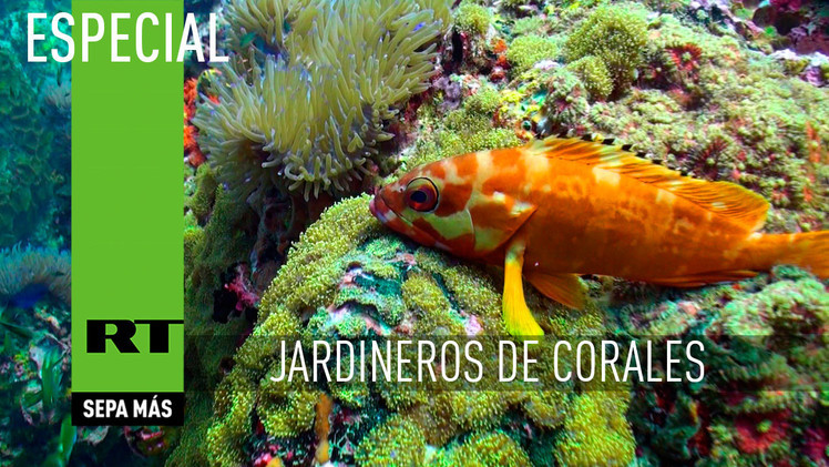 2015-03-03 - Jardineros de corales