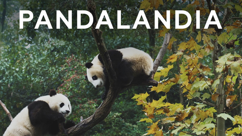 2018-10-21 - Esto es China: Pandalandia
