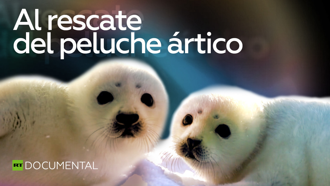 2021-06-02 - Al rescate del peluche ártico