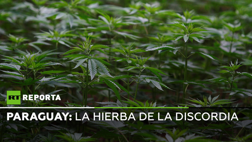 2019-07-26 - Hierba de la discordia: la batalla perpetua contra el cultivo de marihuana en Paraguay