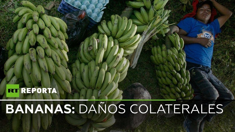 Trabajadores en bananeras de Ecuador: 