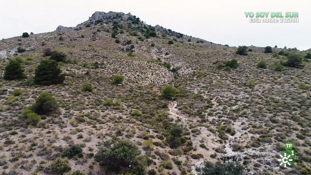 Visitamos Zújar, Granada, para conocer a un pastor ovino (13/04/2019)